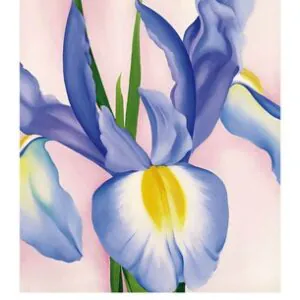 Lavender Iris, 1952
