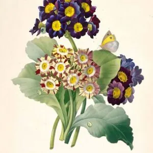 Primula auricula Primroses, 1827