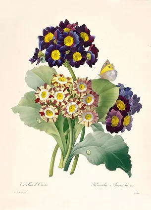Primula auricula Primroses, 1827
