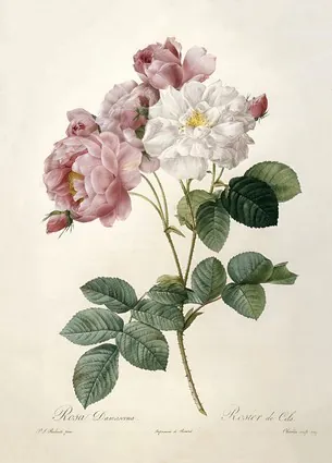 Rosa Damascena, Rosier de Cels, from Les Roses