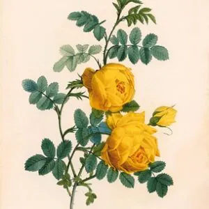Розовая сера, Rosa hemisphaerica, Желтая розовая сера