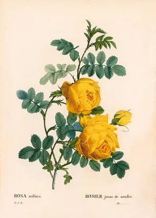 Rose sulfur, Rosa hemisphaerica, Yellow rose sulfur