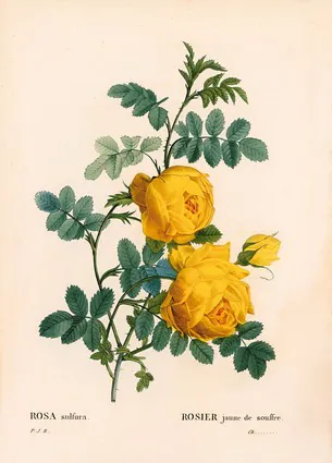 Розовая сера, Rosa hemisphaerica, Желтая розовая сера