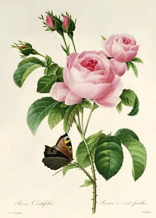 Rosa Centifolia