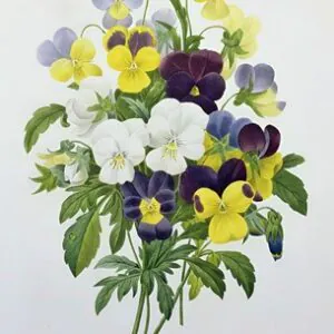 Bouquet of Pansies, engraved by Victor