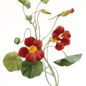 Tropaeolum majus (Garden Nasturtium), 1827