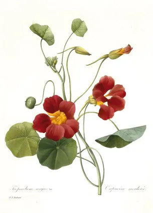 Tropaeolum majus (Garden Nasturtium), 1827