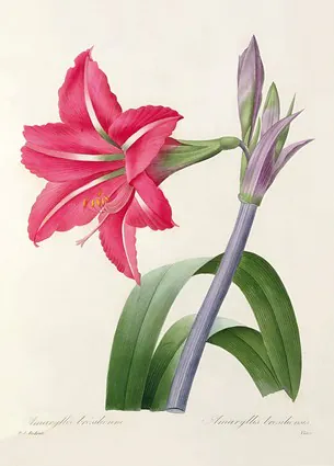 Amaryllis bresiliensis (бразильский амариллис), гравировка Виктора, ок. 1827-33 гг.