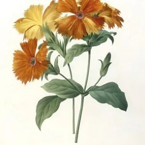 Lychnide a grandes fleurs, Lychnus grandiflora, 1827