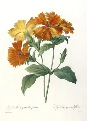 Lychnide a grandes fleurs, Lychnus grandiflora, 1827