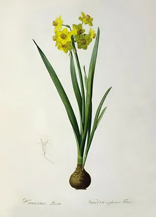 Narcissus Lazetta