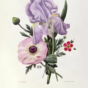 Iris, Anemone and Geranium, engraved by Pointel du Portail, c.1830