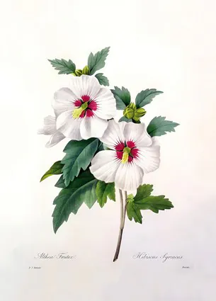 Hibiscus syriacus, engraved by Bessin, 1827