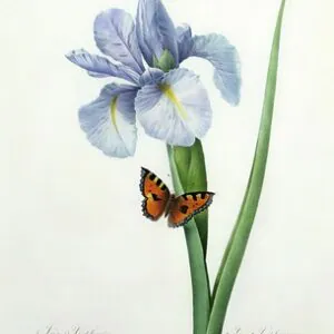 Iris xiphium, 1827