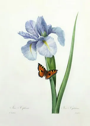 Iris xiphium, 1827