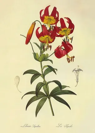 Lilium superbum Lithographie