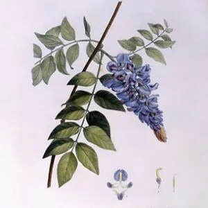 Глицин (Glycine frutescens), Генри Луи Дюамель дю Монсо