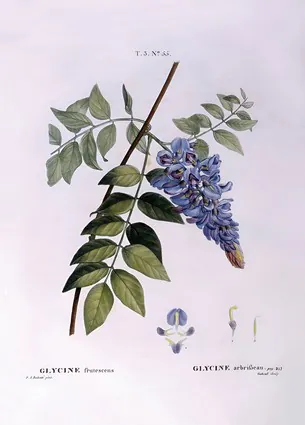 Glycine (Glycine frutescens), Henry Louis Duhamel du Monceau