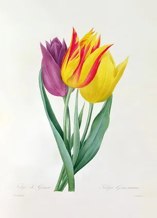 Tulipa Gesneriana