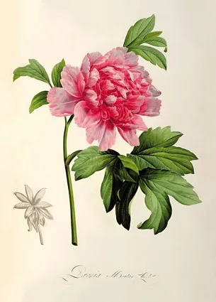 Паэония Мутан, ок. 1799 г.