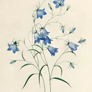 Голубые колокольчики, 1827-33 гг.