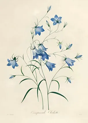 Bluebells, 1827-33