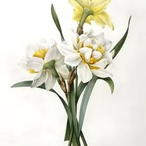 Narcissus gouani (Нарцисс двойной нарцисс), 1827