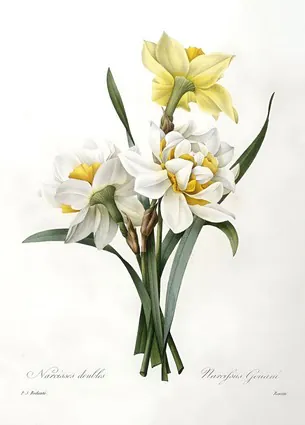 Narcissus gouani (Double Daffodil), 1827