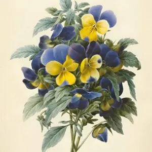 Pansies (coloured engraving)
