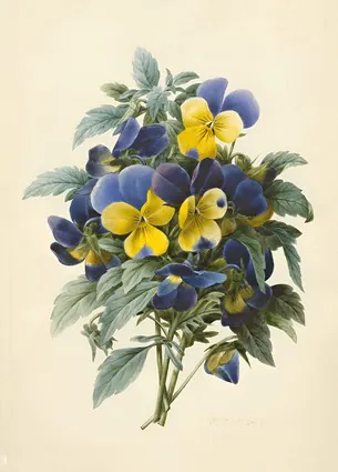 Pansies (coloured engraving)
