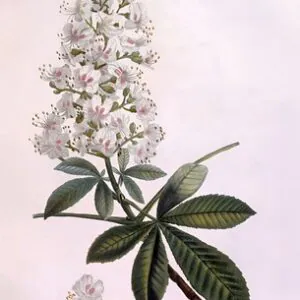 Horse-chestnut or Conker tree (Aesculus hippocastanum)