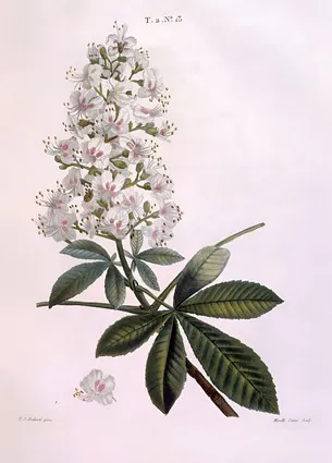 Конский каштан или дерево Конкера (Aesculus hippocastanum)