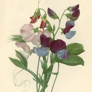 Sweet Peas: Lathyrus odoratus, 1827