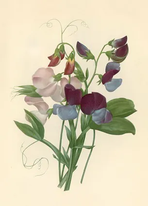 Sweet Peas: Lathyrus odoratus, 1827