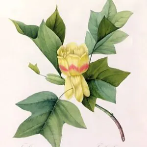 Tulipifera